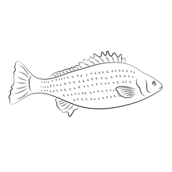 Silver Perch Free Coloring Page for Kids