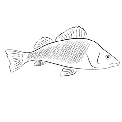 Yello Perch Free Coloring Page for Kids