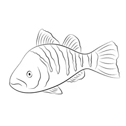 Yellow Perch Free Coloring Page for Kids