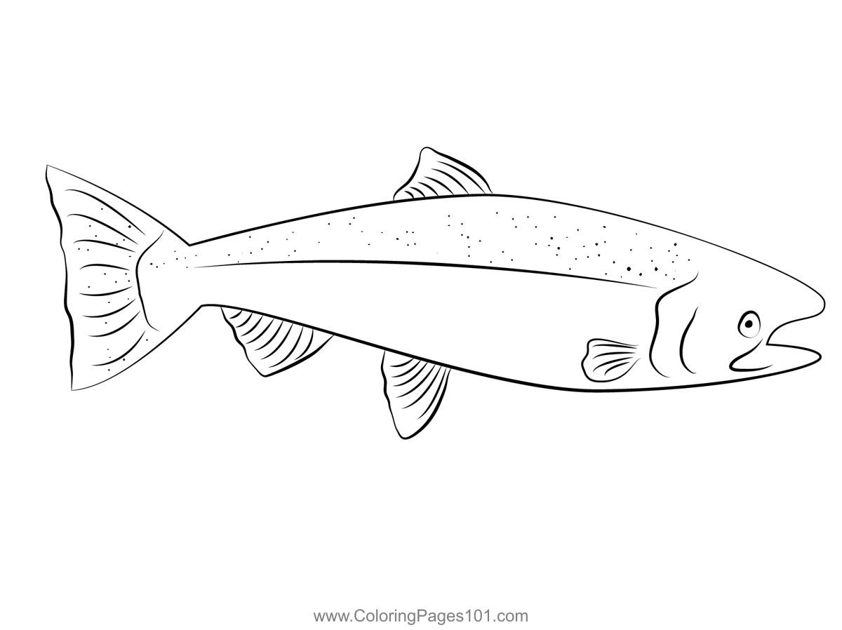 Alaskan King Salmon