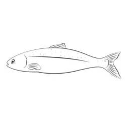 Atlantic Salmon Free Coloring Page for Kids