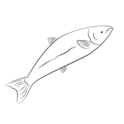 Chinook Salmon Free Coloring Page for Kids