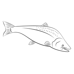 Pink Salmon Are Cool Free Coloring Page for Kids