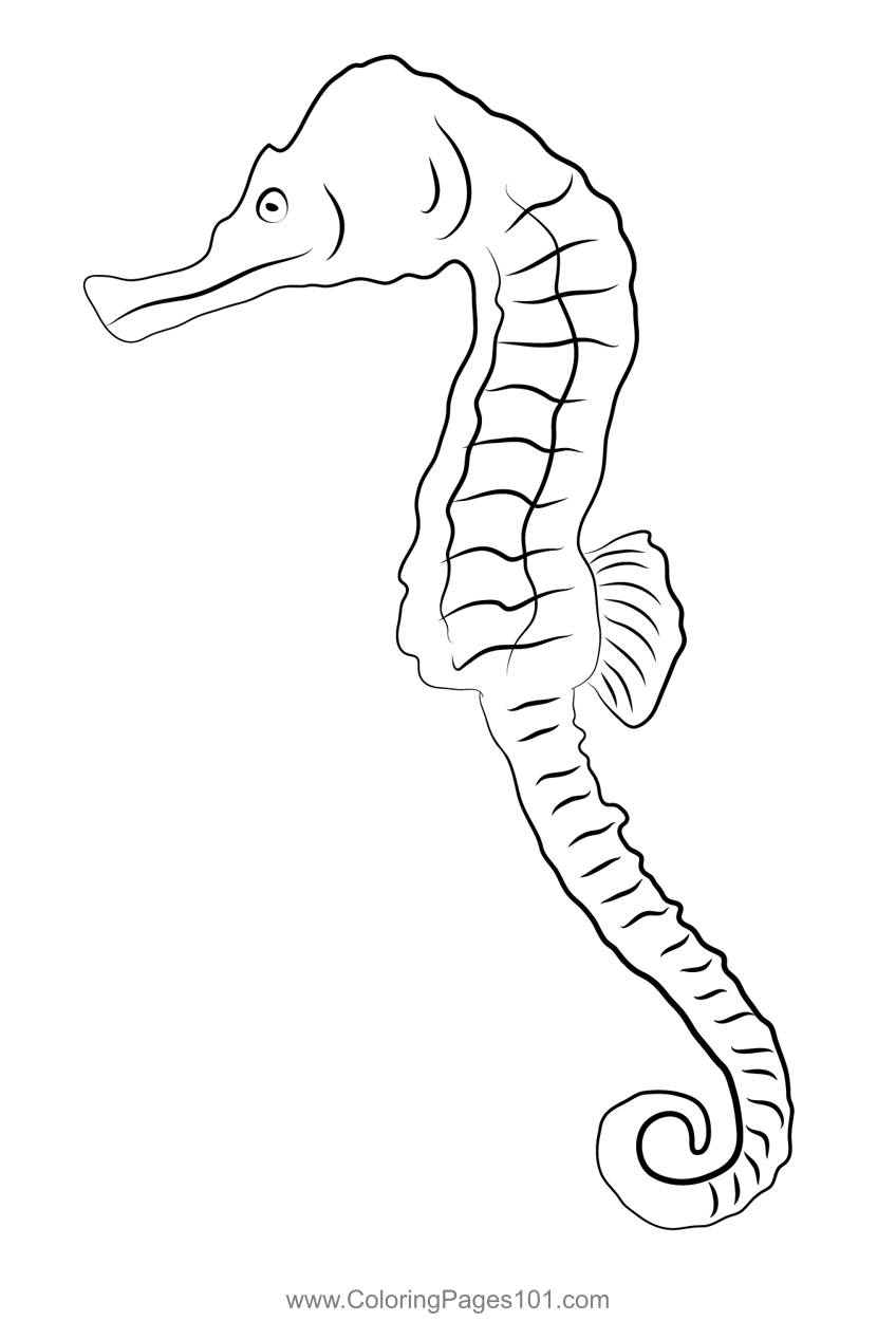 Sea Horse 2 Coloring Page for Kids - Free Seahorses Printable Coloring Pages Online for Kids