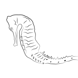 Sea Horse 3 Free Coloring Page for Kids
