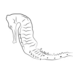 Sea Horse 3 Free Coloring Page for Kids