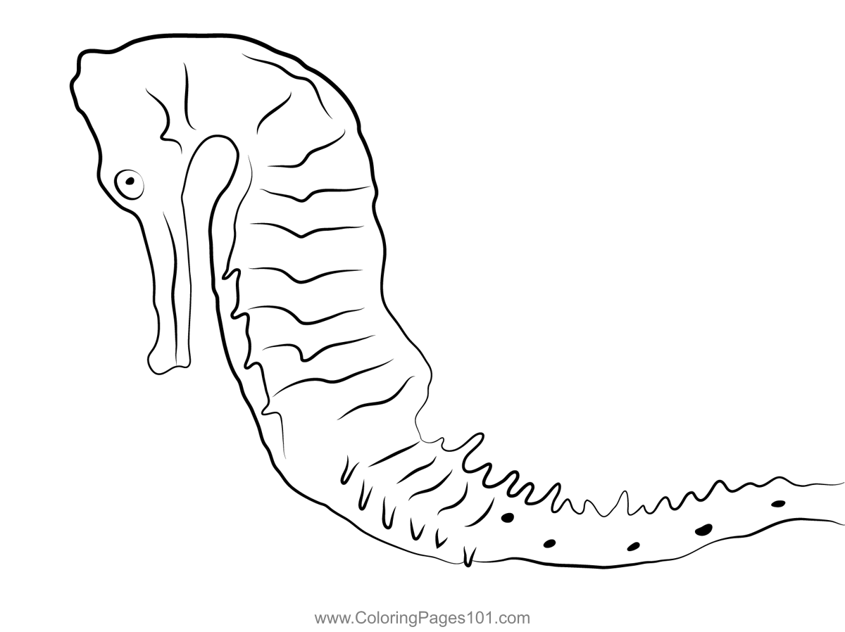 Sea Horse 3 Coloring Page for Kids - Free Seahorses Printable Coloring ...