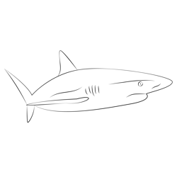 A Caribbean Reef Shark Free Coloring Page for Kids
