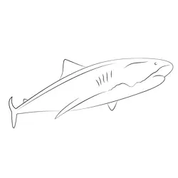 Big Tiger Shark With Diver Free Coloring Page for Kids