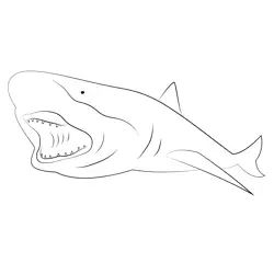 Blacknose Shark Carcharhinus Free Coloring Page for Kids