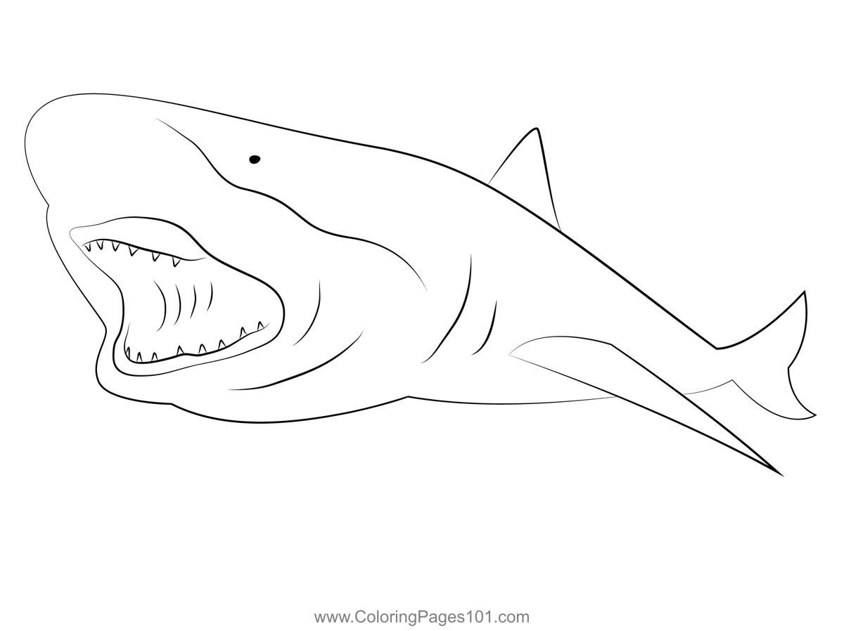 Blacknose Shark Carcharhinus