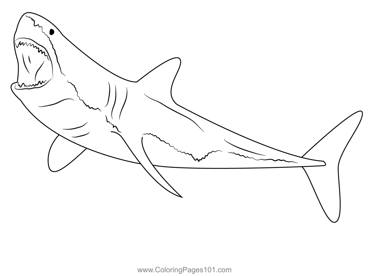 Great White Shark Images For Kids