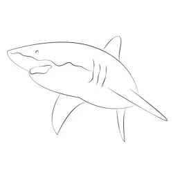 Great White Shark See Free Coloring Page for Kids