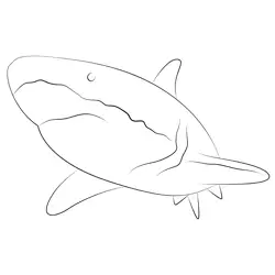 Great White Up Close Free Coloring Page for Kids