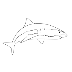 Sand Tiger Shark Free Coloring Page for Kids