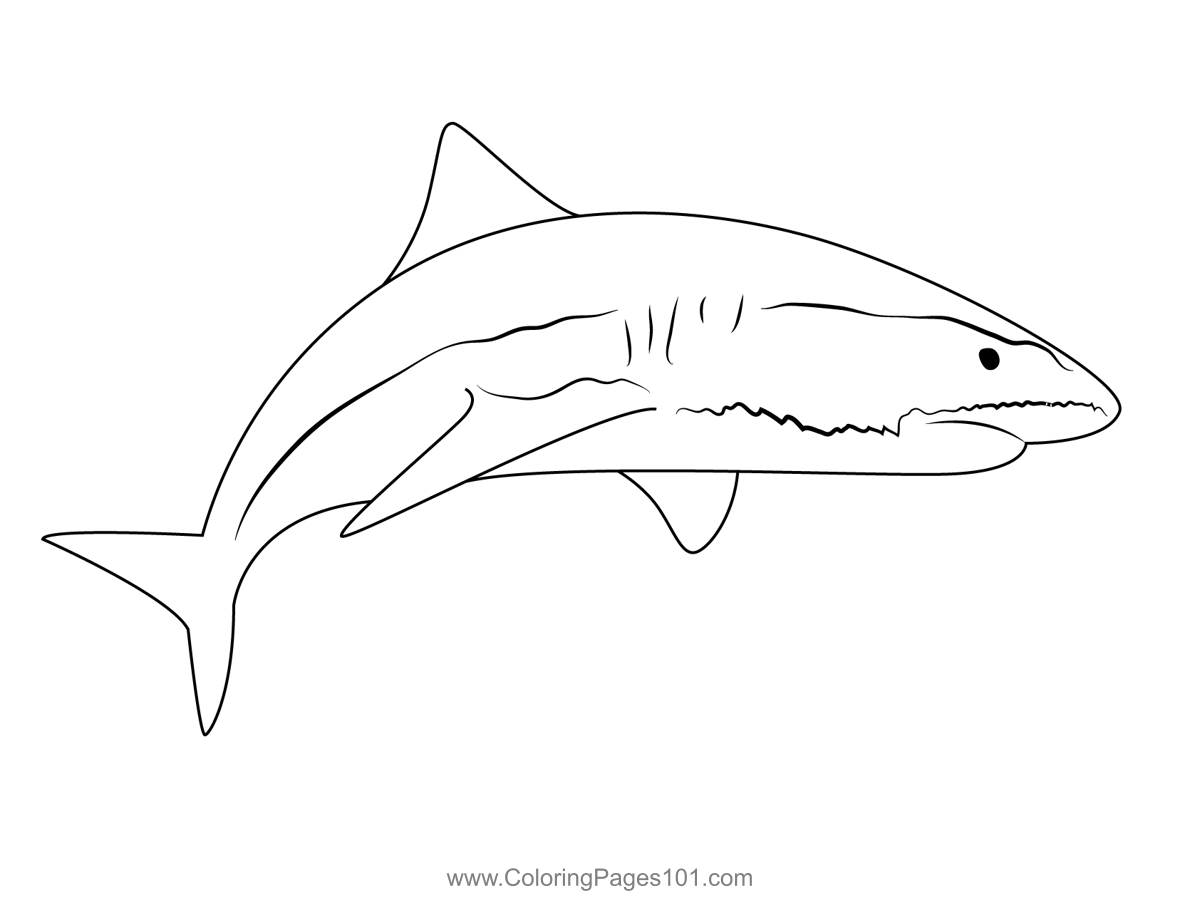 Tiger Shark. : r/drawing