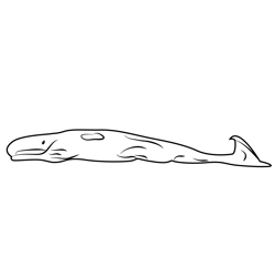 Shark 1 Free Coloring Page for Kids