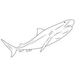 Tiger Look Shark Free Coloring Page for Kids