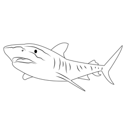 Tiger Shark Great Barrier Free Coloring Page for Kids