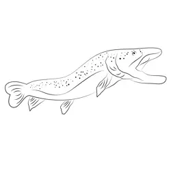 Brown Trout Triple Trout White Free Coloring Page for Kids