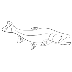 Bull Trout Fishing Free Coloring Page for Kids