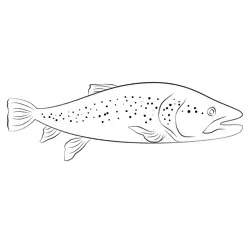 Fly Fishing Brown Trout Free Coloring Page for Kids