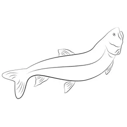 Lake Trout Free Coloring Page for Kids