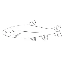 Rainbow Trout Mackayhat Free Coloring Page for Kids