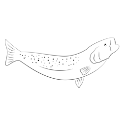 Spotted Sea Trout Are The Most Popular Free Coloring Page for Kids