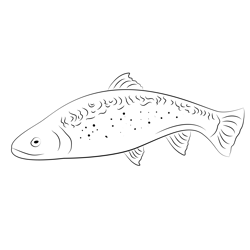 Trout Free Coloring Page for Kids