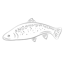 Trout Free Coloring Page for Kids