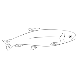 Wild Rainbow Trout Free Coloring Page for Kids
