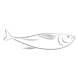 Bahamas Tuna Fishing Free Coloring Page for Kids
