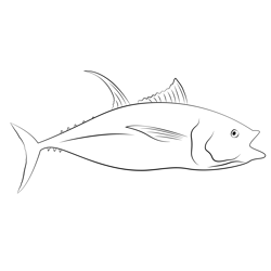 Big Tuna Fish Free Coloring Page for Kids