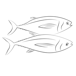 Hindi Tuna Fish Free Coloring Page for Kids