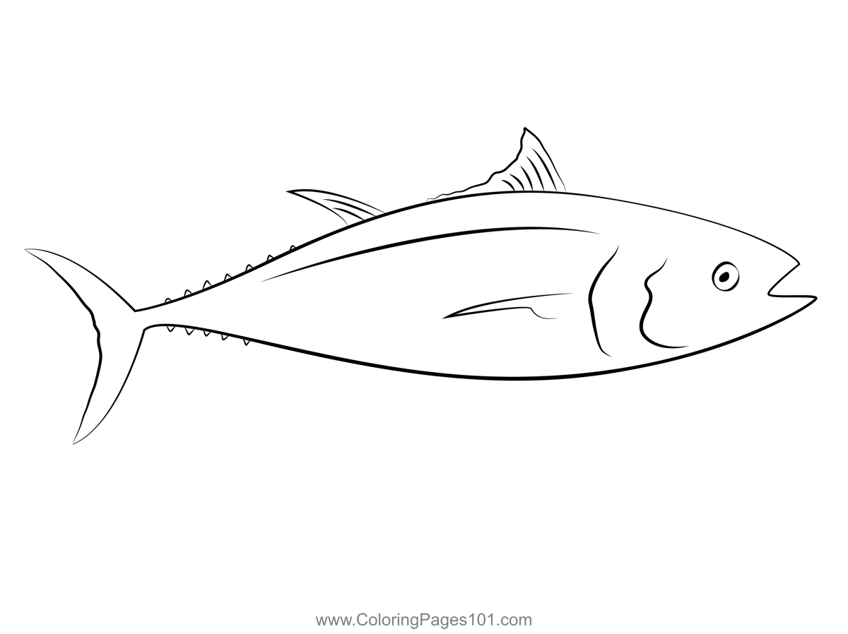 Tuna Catch