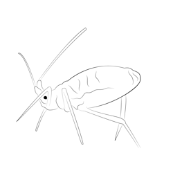 Female Aphids Free Coloring Page for Kids