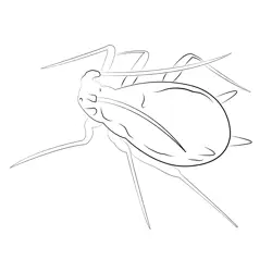 Mum Aphid Free Coloring Page for Kids