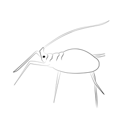 Pea Aphid Free Coloring Page for Kids