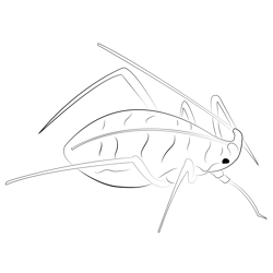 Pea At Look Aphid Free Coloring Page for Kids