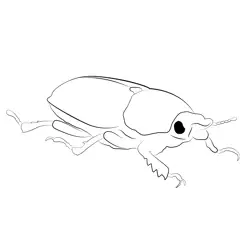 Female Golden Stag Beetle Free Coloring Page for Kids