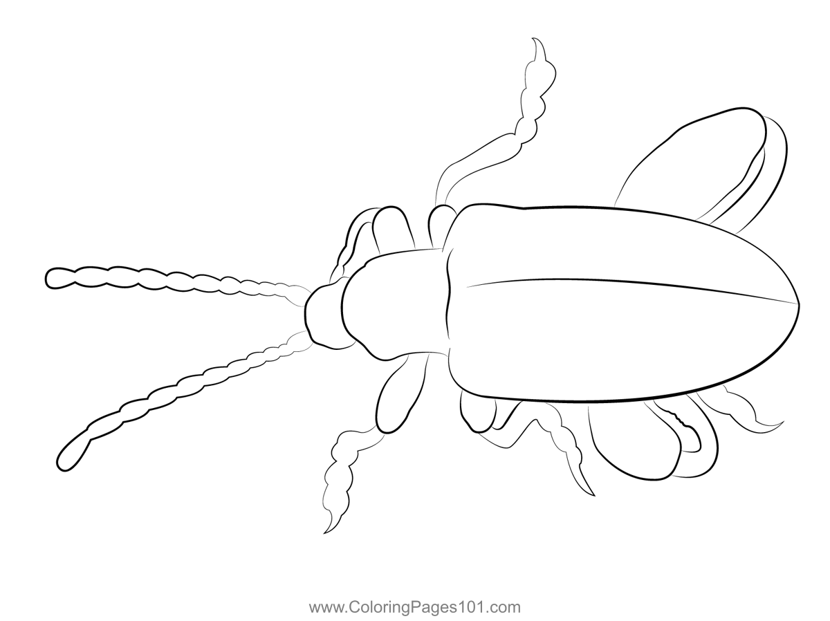 Flea Beetle Mysticz