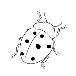 Ladybird Beetle Free Coloring Page for Kids