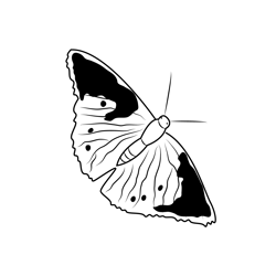 Admiral Butterfly Free Coloring Page for Kids