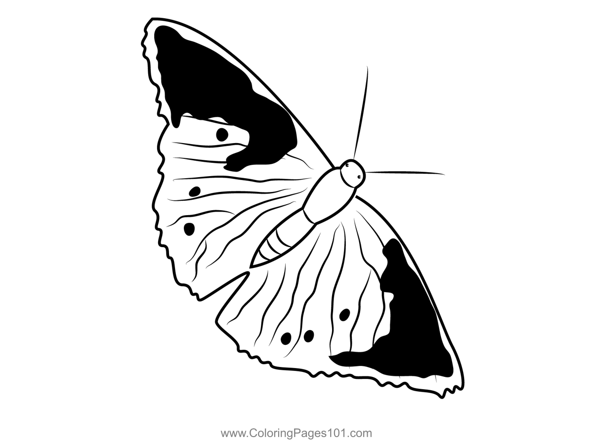 Painted Lady Butterfly Coloring Page