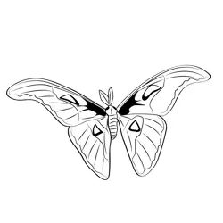 Atlas Filter Butterfly Free Coloring Page for Kids