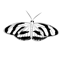 Black Butterfly Free Coloring Page for Kids
