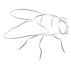 Blow Fly Free Coloring Page for Kids