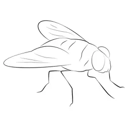 Bluebottle Fly Free Coloring Page for Kids