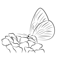Butterfly Drinking Honey From Flower Free Coloring Page for Kids